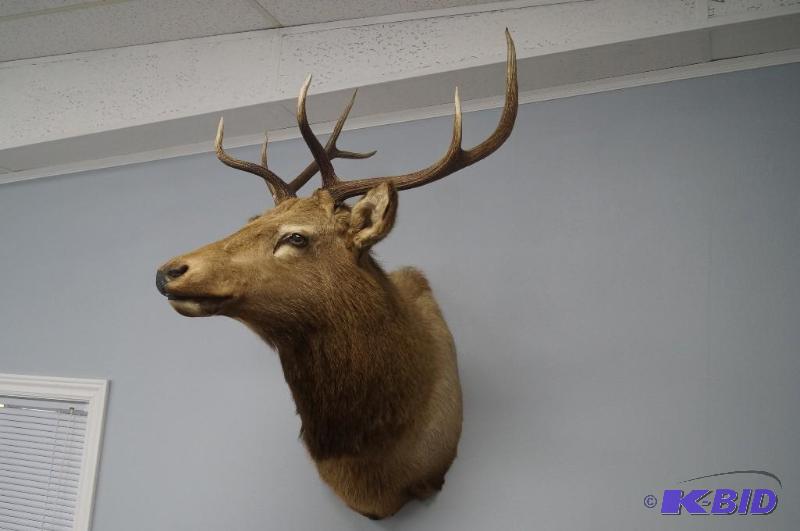 Elk Mount