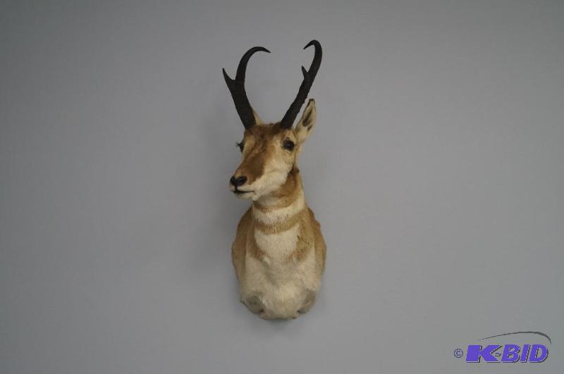 Pronghorn mount