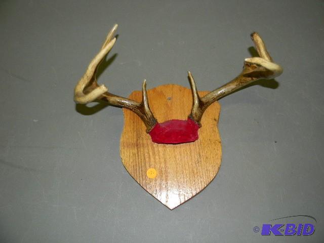 lot 181 image: Deer rack - 8-point...