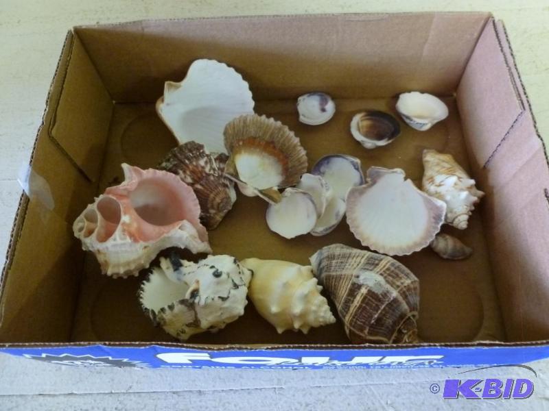 lot 228 image: Large lot of decorative sea shells....