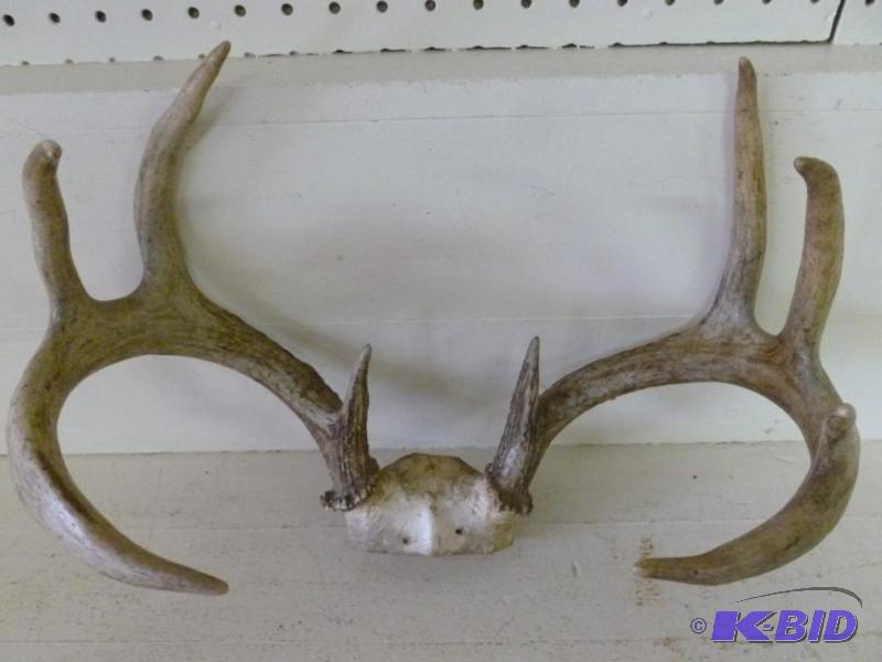 lot 25 image: Large eight point deer antler rack that measu...