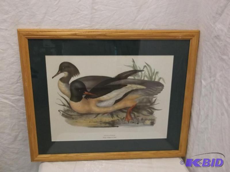 Beautiful picture of Goosander in Oak frame m...