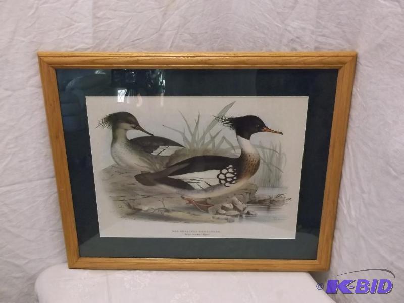 Beautiful Picture of Red Breasted Merganser i...