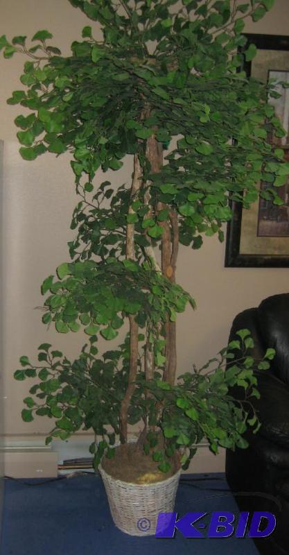 Tall Office Plants