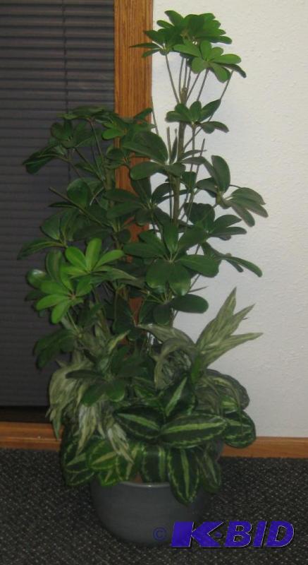 Potted Office Plant