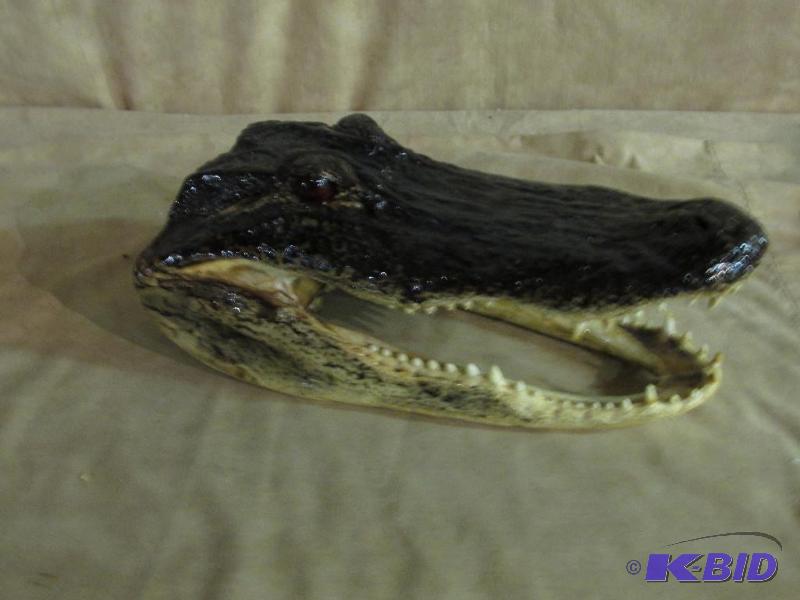 lot 226 image: Alligator Head