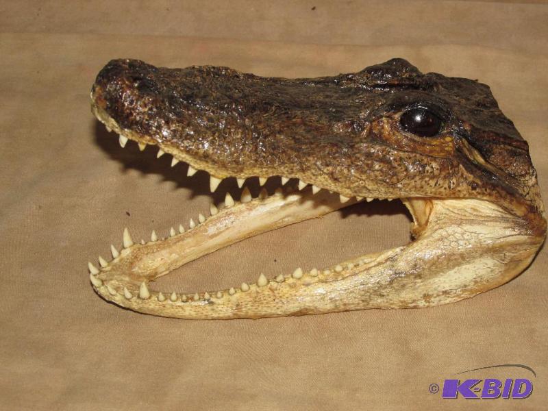 lot 227 image: Alligator Head