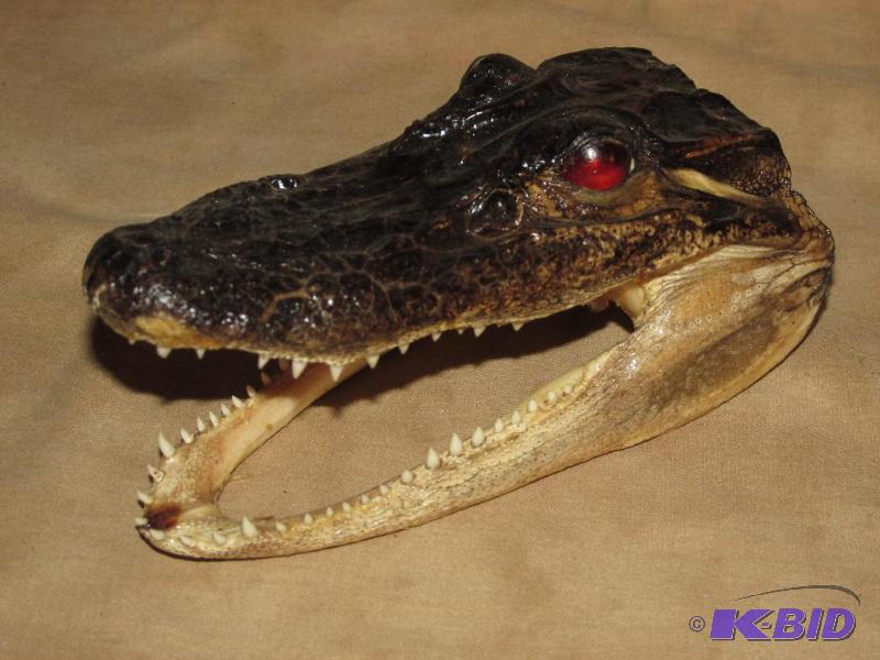 lot 228 image: Small Alligator Head