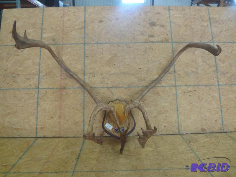 Quebec Labrador Caribou Mount With Personaliz...