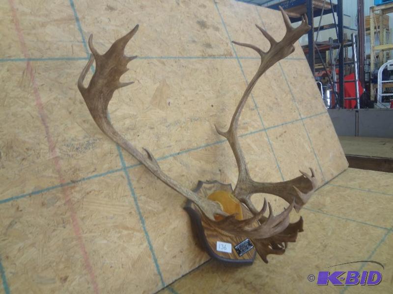 Quebec Labrador Caribou Mount With Personaliz...