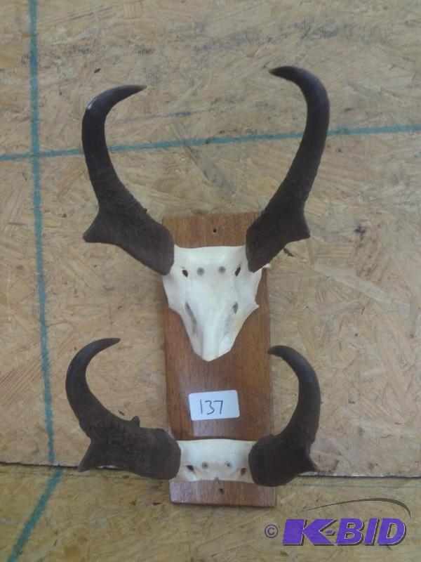 Double Pronghorn Mount...