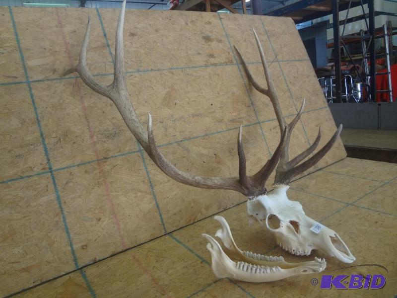 6x5 Elk Mount With Skull...