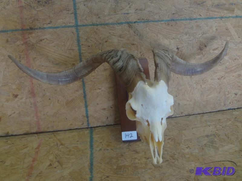 Double Curl Ram Horn &amp Skull Mount...