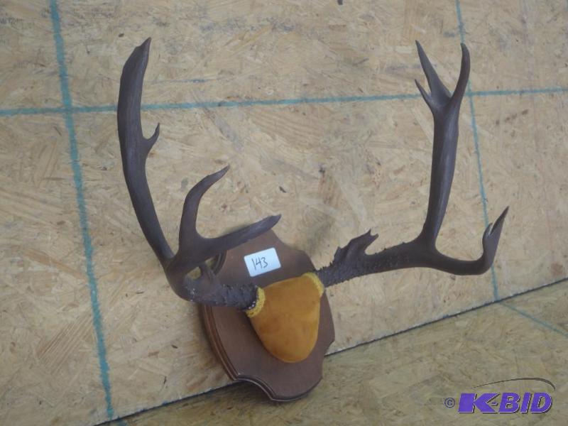5x6 Mule Deer Antler Mount...