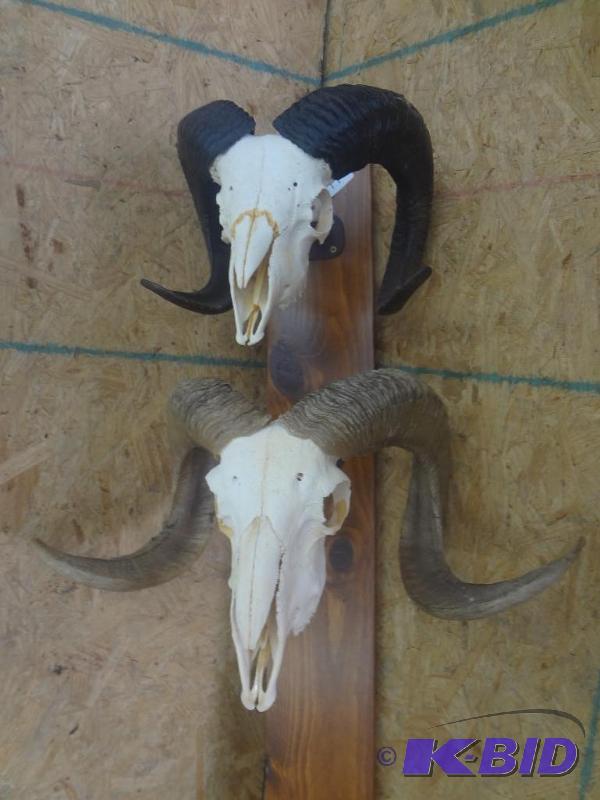 Set Of Double Curl Ram Horn &amp Skull Mount...