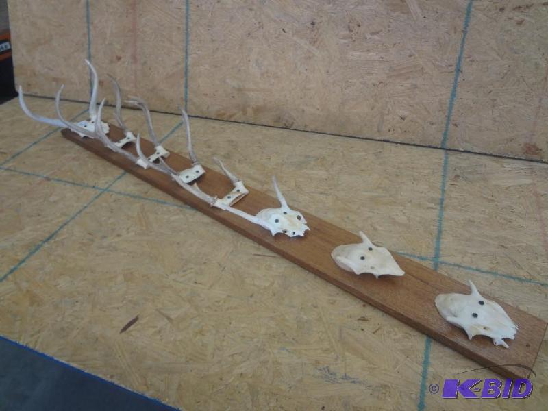 8-Piece Whitetail Mount...