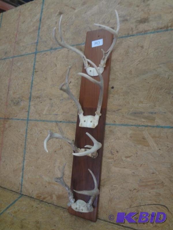 4-Piece Whitetail Mount...