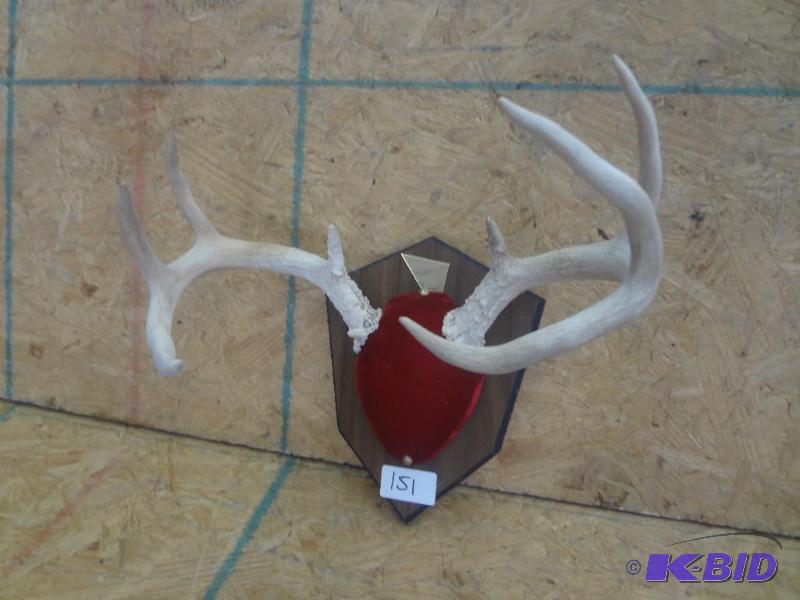 9-Point Whitetail Antler Mount...