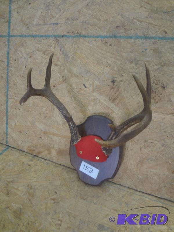 8-Point Whitetail Antler Mount...