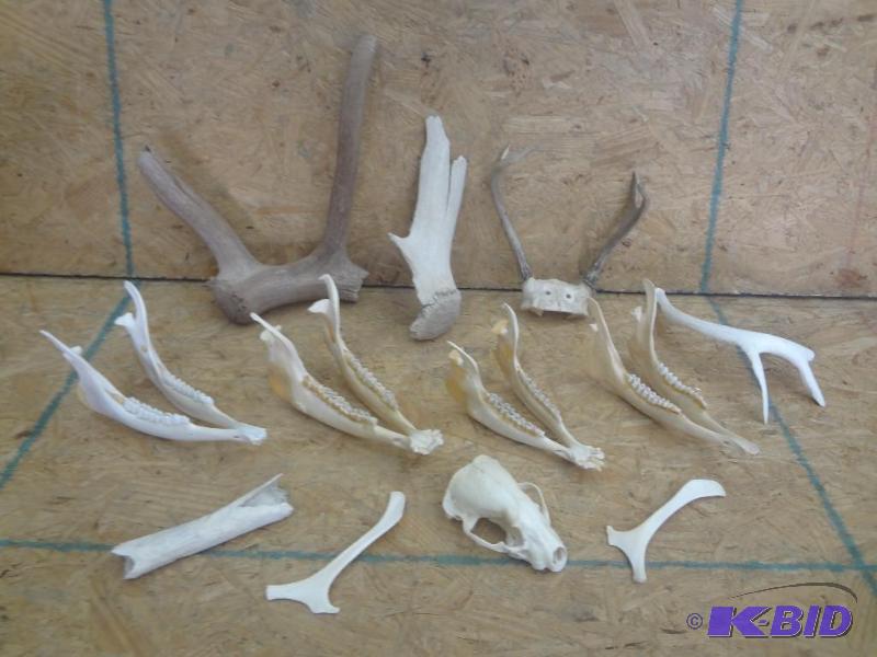 Box Lot Of Petrified Antlers, Whitetail Antl...