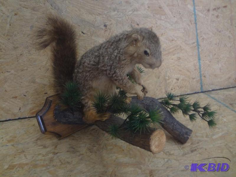 Fox Squirrel Scenic Mount...