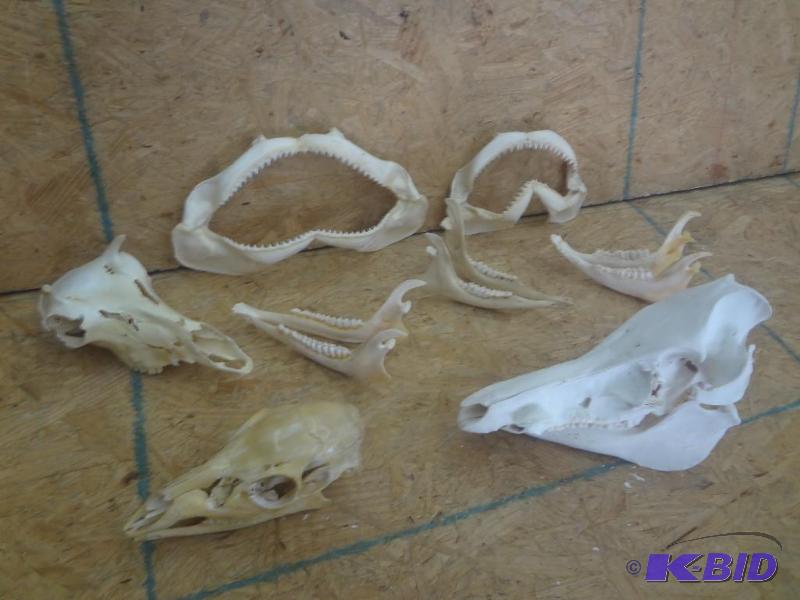 Box Lot Of (2) Shark Teeth &amp Jaw Sets, W...