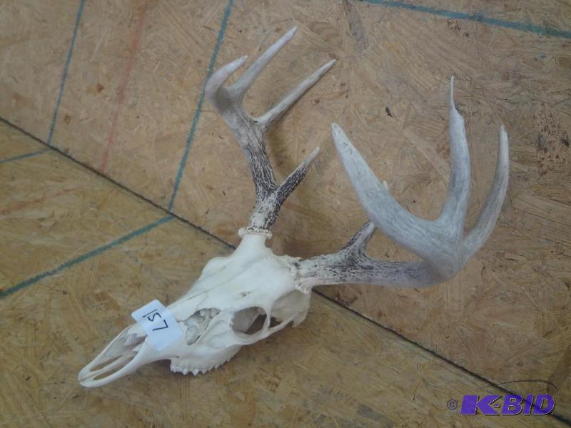 8-Point Whitetail Skull &amp Antler Set...