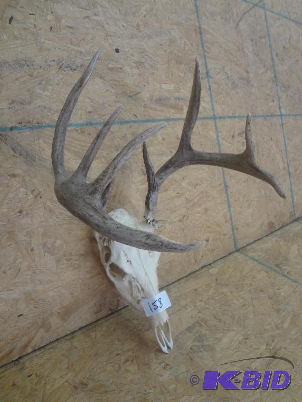 10-Point Whitetail Skull &amp Antler Set...