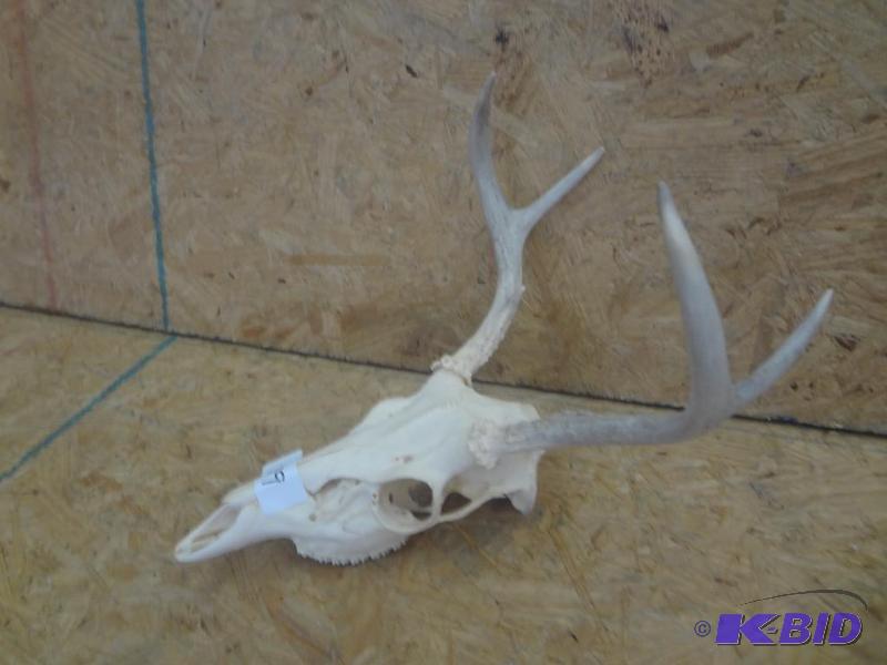 5-Point Whitetail Skull &amp Antler Set...