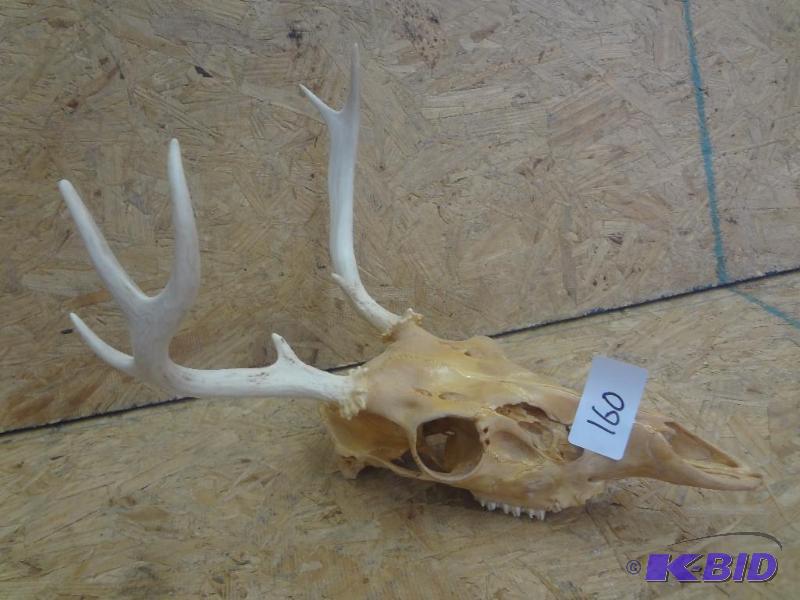 7-Point Whitetail Skull &amp Antler Set...