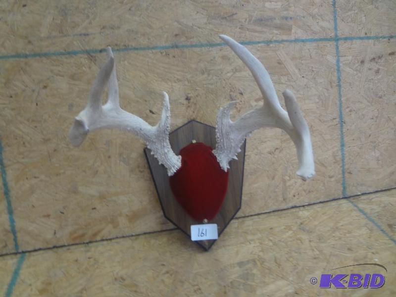 8-Point Whitetail Antler Mount...