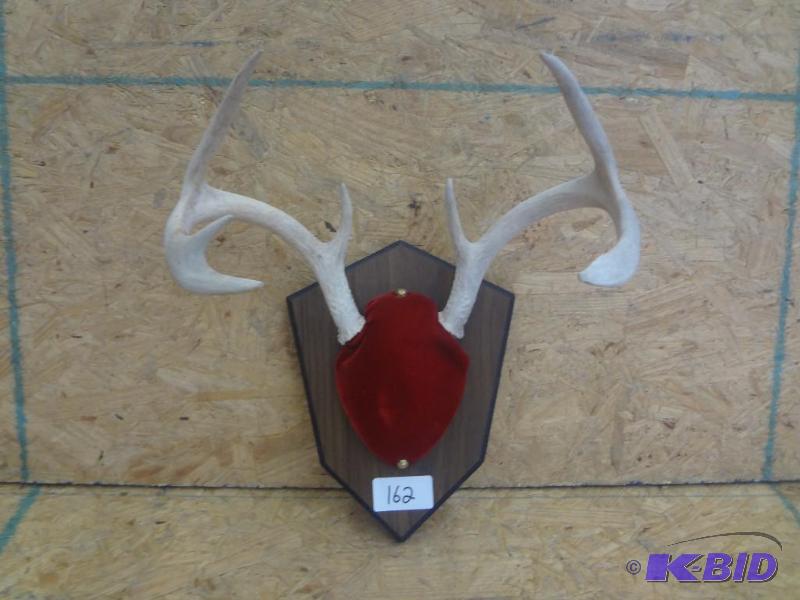 7-Point Whitetail Antler Mount...