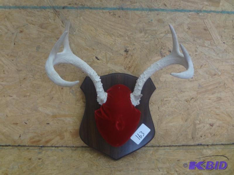 7-Point Whitetail Antler Mount...
