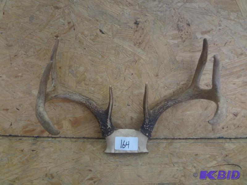 8-Point Whitetail Antler Mount...