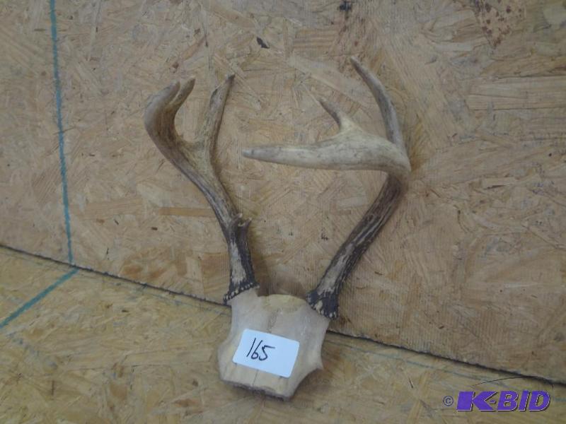 7-Point Whitetail Antler Mount...
