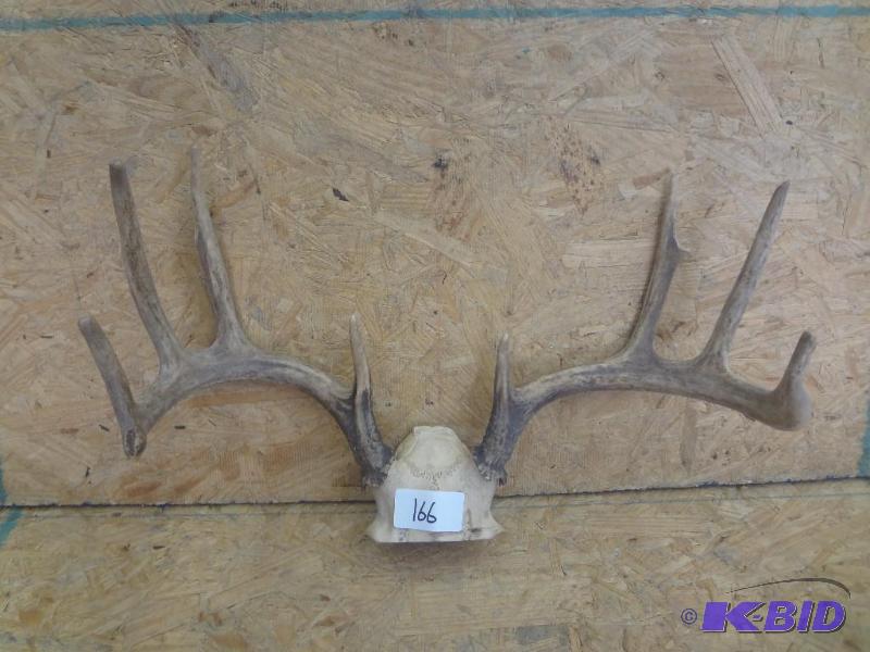 10-Point Whitetail Antler Mount...