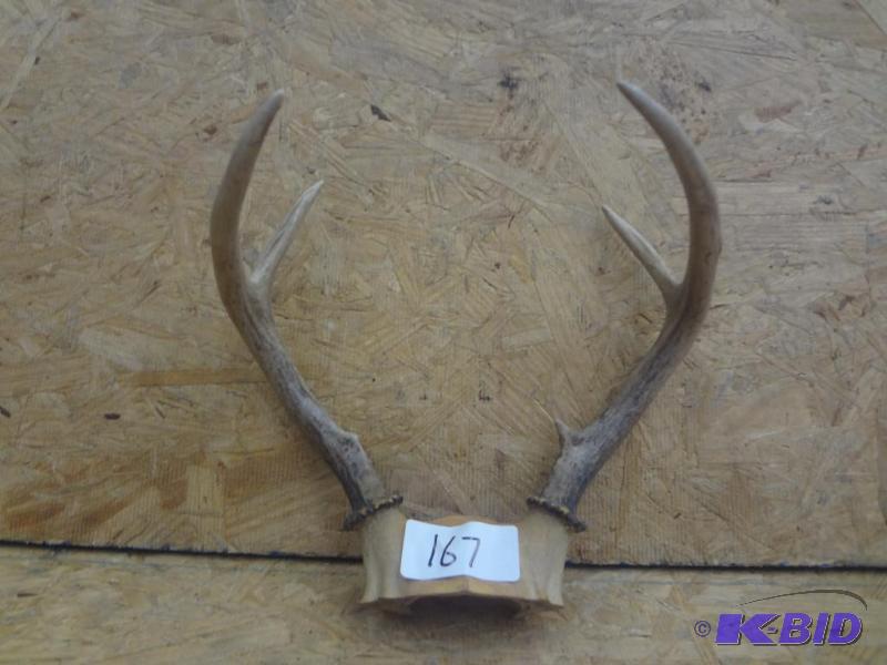 4-Point Whitetail Antler Mount...