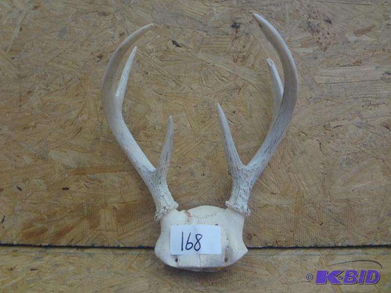 7-Point Whitetail Antler Mount...