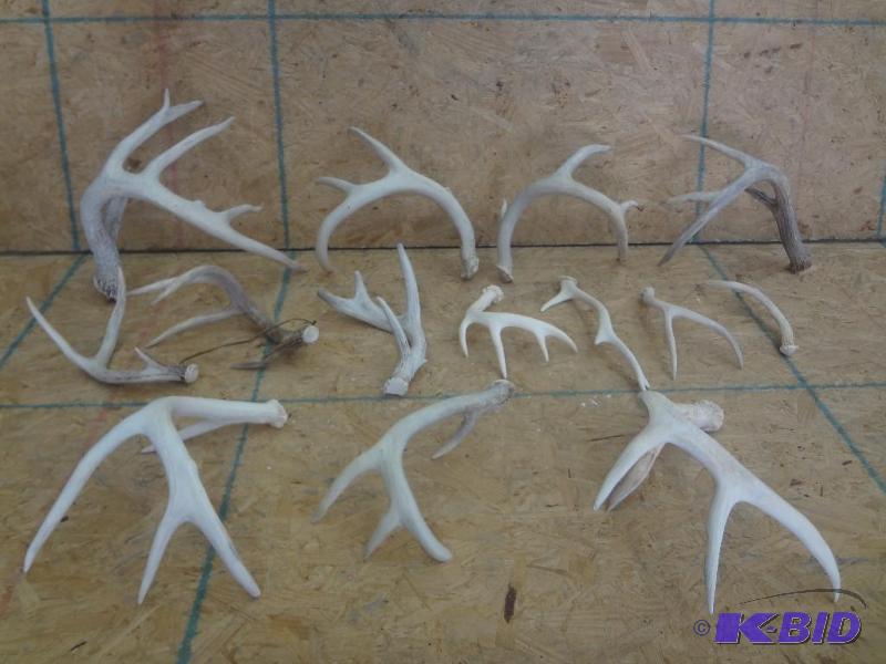 Box Lot Of Misc Whitetails Antlers...