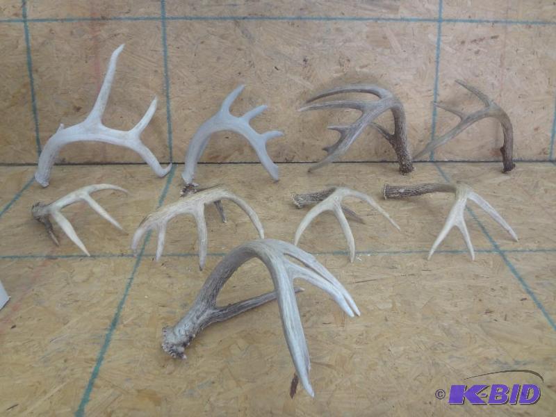 Box Lot Of Misc Whitetails Antlers...