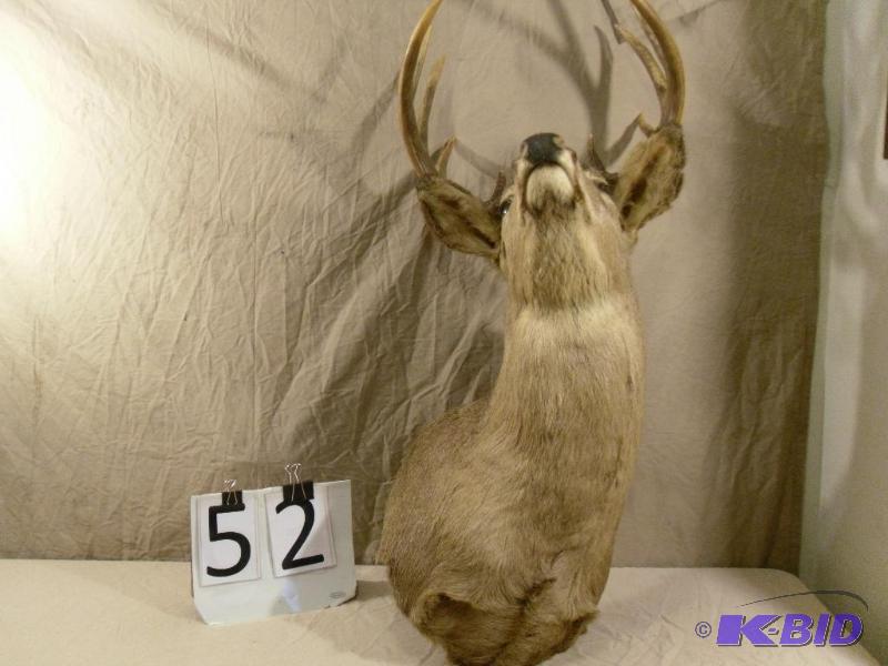 lot 52 image: Large Deer Mount.Approximately 38" Tall....