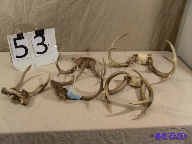 lot 53 image: Lot of 5 Assorted Antlers....