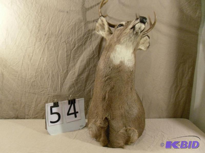 lot 54 image: Large Deer Mount. Measures approximately ...