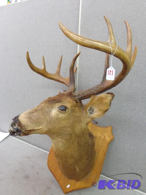 Deer Mount Head 10 Point Older Mount Could Us...