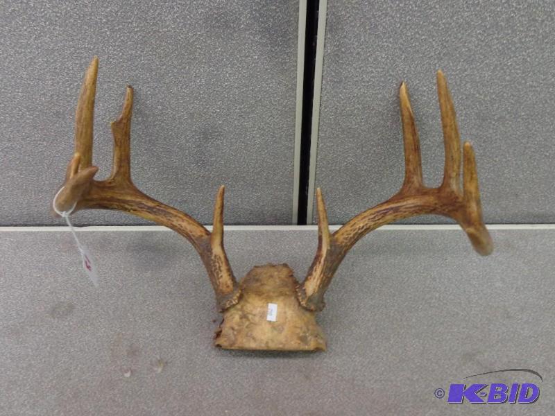 10 Point Typical Mount Buck Rack Skull Cut Re...