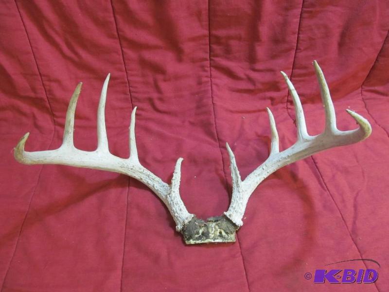 white tail mount