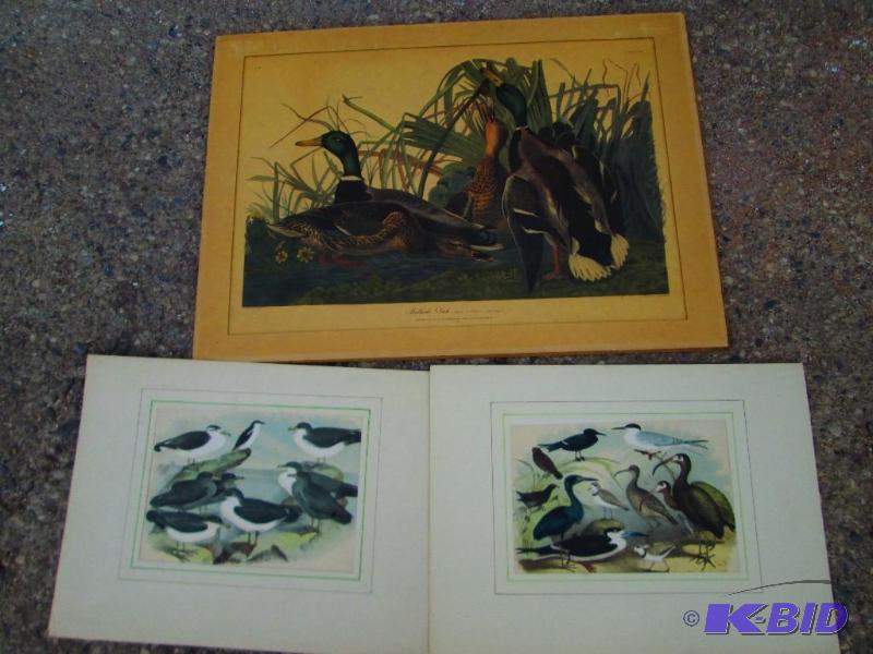 Bird Prints...