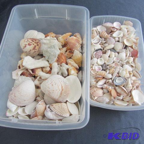 Sea Shells