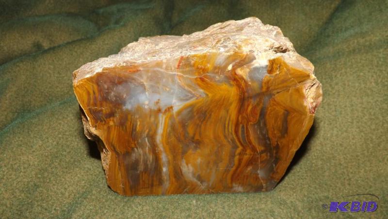 Petrified Wood
