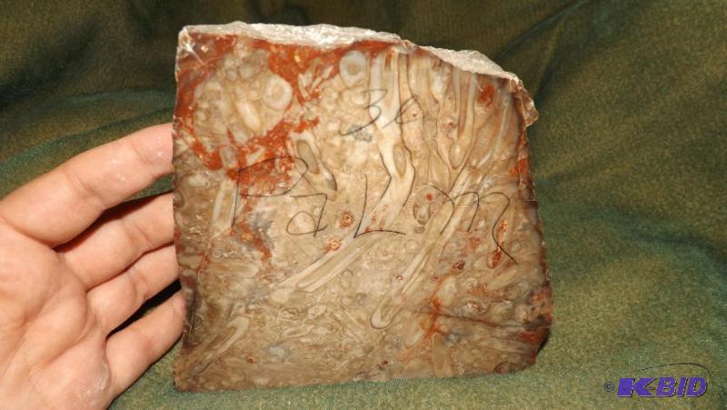 Petrified Palm Wood